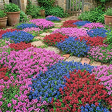 12000 Mix Creeping Thyme Seeds, Perennial Ground Cover Plants
