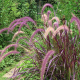 Set of 2 Red Fountain Grass Live Plants, 4–6 Inches Tall, No Pot, Ornamental Grass for Outdoor Planting