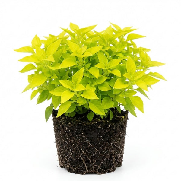 2 Yellow Green Live Alternanthera Plants, Starter Plant, 4-6 Inch Tall