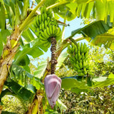 Mysore Banana Plant Live, Sweet Fruit Banana Tree 4-7 Inch Tall