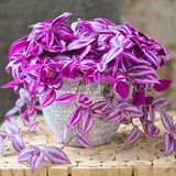 2 Tradescantia Wandering Jew Live Plants, Variegated Houseplant, 2 Inch Pot