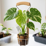 Monstera Plant Live, Outdoor Garden Plant, 5-8 Inch Tall