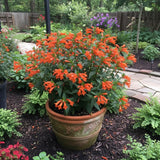 2 Orange Yellow Cuphea Live Plants, 4-6 Inch Tall