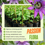 2 Passion Flower Plants Live, Patio Container Plant, 4-7 Inch Tall