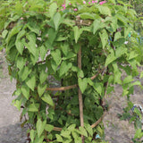 4 Pink Mexican Creeper Live Plants, Well-Rooted Flower Vine, 4-6 Inch Tall