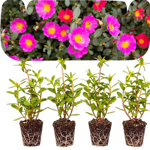 4 Deep Pink Portulaca Plants Live, Moss Rose Flower, Live Starter Plant, 4-7 Inch Tall