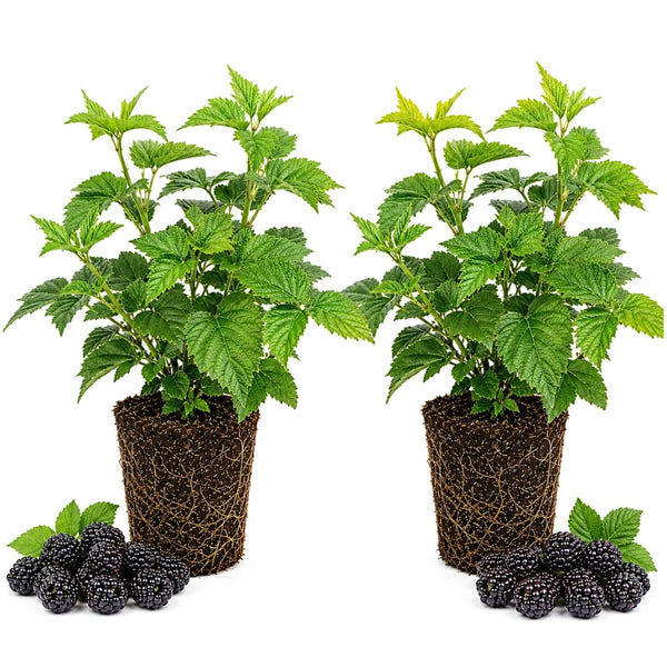 2 Ouachita Blackberries Plant Live, Sweet Fruit, 4-7 Inch Tall