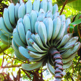 Blue Ice Cream Banana Plant Live, Sweet Fruit Banana Tree 4-7 Inch Tall