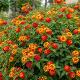 2 Red Orange Live Lantana Plants, Home Garden Plant, 4-7 Inch Tall