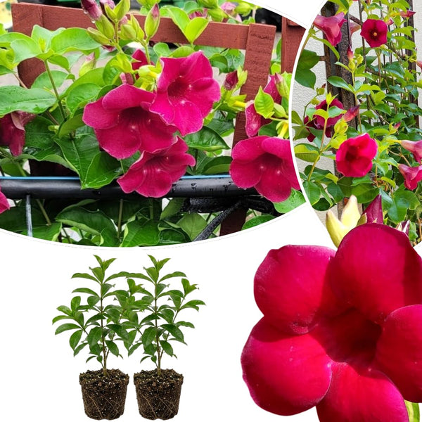 2 Red Live Allamanda Plants, 4-7 Inch Tall, Fragrant Fowers for Growing