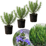 3 Blue Rosemary Live Plants, Starter Plant, 4-6 Inch Tall