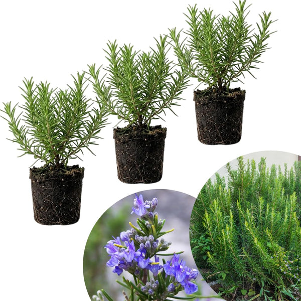 3 Blue Rosemary Live Plants, Starter Plant, 4-6 Inch Tall