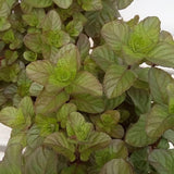 Orange Mint Live Plant, Indoor Outdoor Herb Plant, 3.5 Inch Pot