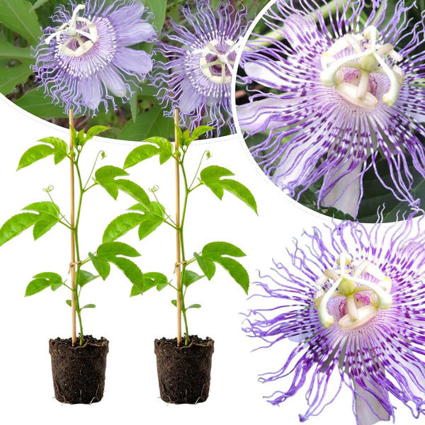 2 Purple Live Passion Flower Plants, Home Garden Plant, 4-7 Inch Tall