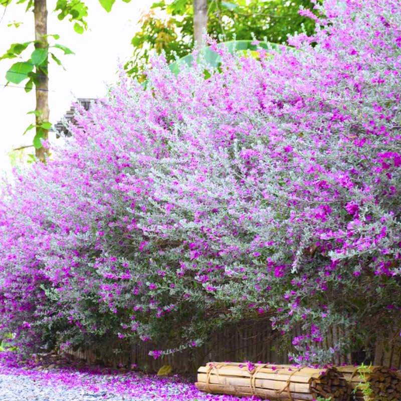 4 Dwarf Texas Salvia Sage Live Bushes, Garden Flower Plant, 4-6 Inch Tall