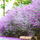 4 Dwarf Texas Salvia Sage Live Bushes, Garden Flower Plant, 4-6 Inch Tall