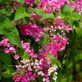 4 Pink Mexican Creeper Live Plants, Well-Rooted Flower Vine, 4-6 Inch Tall