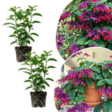 2 Red Bleeding Heart Live Plants, Clerodendrum Flower Vine, 4-6 Inch Tall
