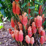 Shampoo Ginger Rhizomes Plant, 3-5 Inch Tall