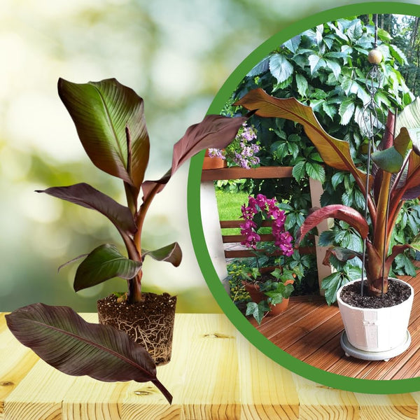 Red Foliage Banana Plant Live, Sweet Fruit Banana Tree 4-7 Inch Tall