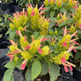 2 Fruit Shrimp Plants Live, Ready to Grow Plant, 4-6 Inch Tall