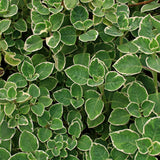 3 Variegated Cuban Plants Live, Indoor Outdoor Plant, 4-5 Inch Tall