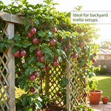 Red Passionfruit Plant, Passion Fruit Plant Live, 4-6 Inch Tall