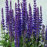 4 Dark Purple Sage Plants Live, Salvia Plants, Outdoor Garden Plant, 4-6 Inch Tall