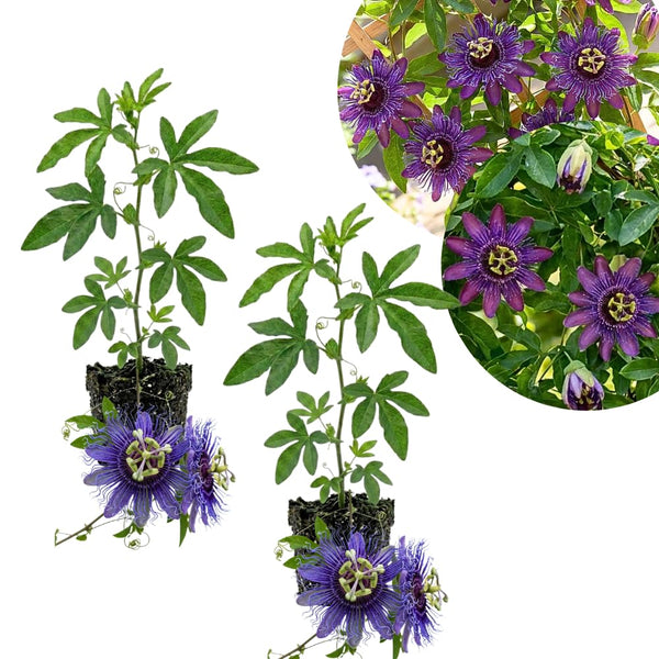 2 Deep Purple Passion Flower Plants, Passiflora Flower Plant, 4-6 Inch Tall