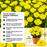 Yellow Primrose Plant Live, 2-3 Inch Tall, 3 Inch Pot