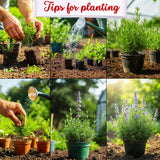 3 Blue Rosemary Live Plants, Starter Plant, 4-6 Inch Tall