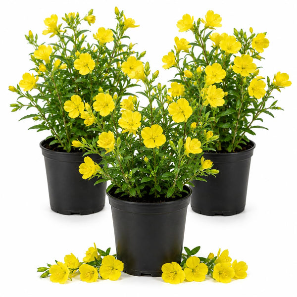 3 Yellow Live Primrose Plants, Vibrant Bloom Flower Plant, 3 Inch Pot