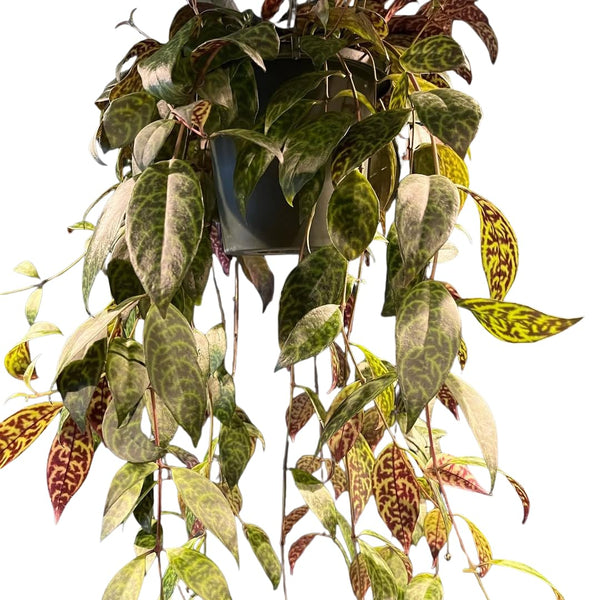 2 Lipstick Plants Live, Trailing Houseplant, 2 Inch Pot