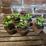 Hoya Houseplant Live Plant, Indoor Houseplant, 3 Inch Pot
