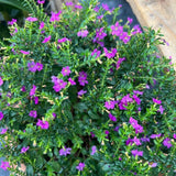 2 Purple Mexcian Heather Plant 5-7 Inch Tall
