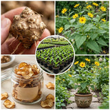 8 Oz Sunchoke Tubers, Sunchoke Roots for Planting