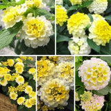 Set 2 Bright Yellow Lantana Live Plant 4-6 Inches Tall