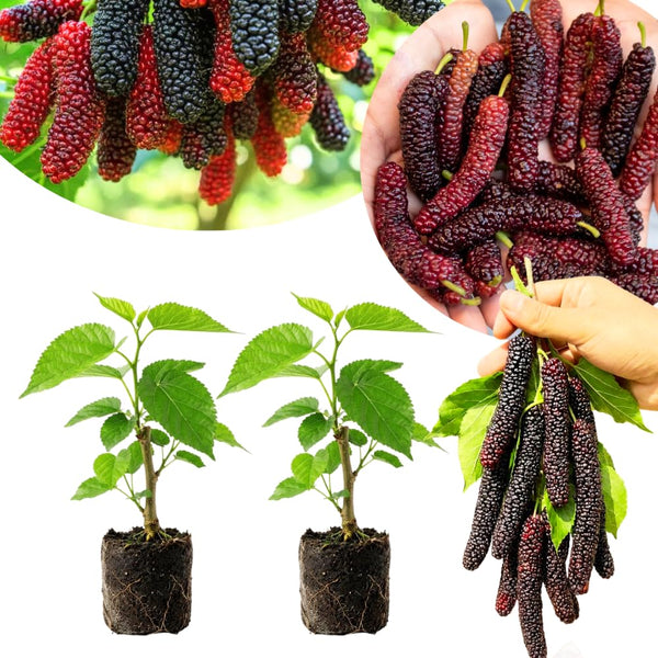 2 Pakistan Mulberry Tree Live Plant, Edible Fruit, 6-8 Inch Tall