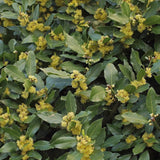 Bay Leaf Tree Live Plant, Fragrant Culinary Herb, 8-10 Inch Tall