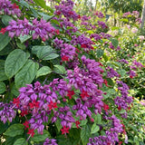 2 Red Bleeding Heart Live Plants, Clerodendrum Flower Vine, 4-6 Inch Tall