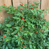 100 Red + Chili Pequin Pepper Seeds, Home Garden Plant