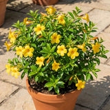 2 Yellow Live Allamanda Plants, Garden Plant