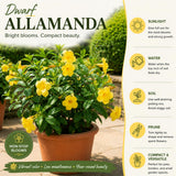 2 Yellow Live Allamanda Plants, Garden Plant