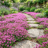 100 Pink Creeping Thyme Seeds, Creeping Thyme Plants, Ground Cover Plants