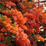 Set 2 Sundown Orange Bougainvillea Live Plant 5-7 Inch Tall