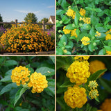 2 Chapel Hill Gold Lantana Live Plants, Lantana Flower Plant, 4-7 Inch Tall