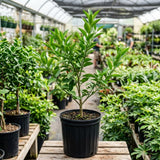 Satsuma Mandarin Tree, Sweet Orange Tree, 1-2 Ft Tall, 1 Gallon Pot