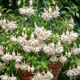 White Hardy Fuchsia Plant Live, 4-8 Inch Tall, 5 Inch Pot
