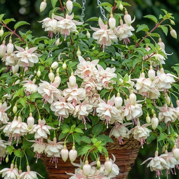 White Hardy Fuchsia Plant Live, 4-8 Inch Tall, 5 Inch Pot
