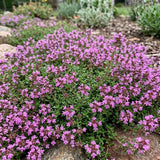 100 Pink Creeping Thyme Seeds, Creeping Thyme Plants, Ground Cover Plants